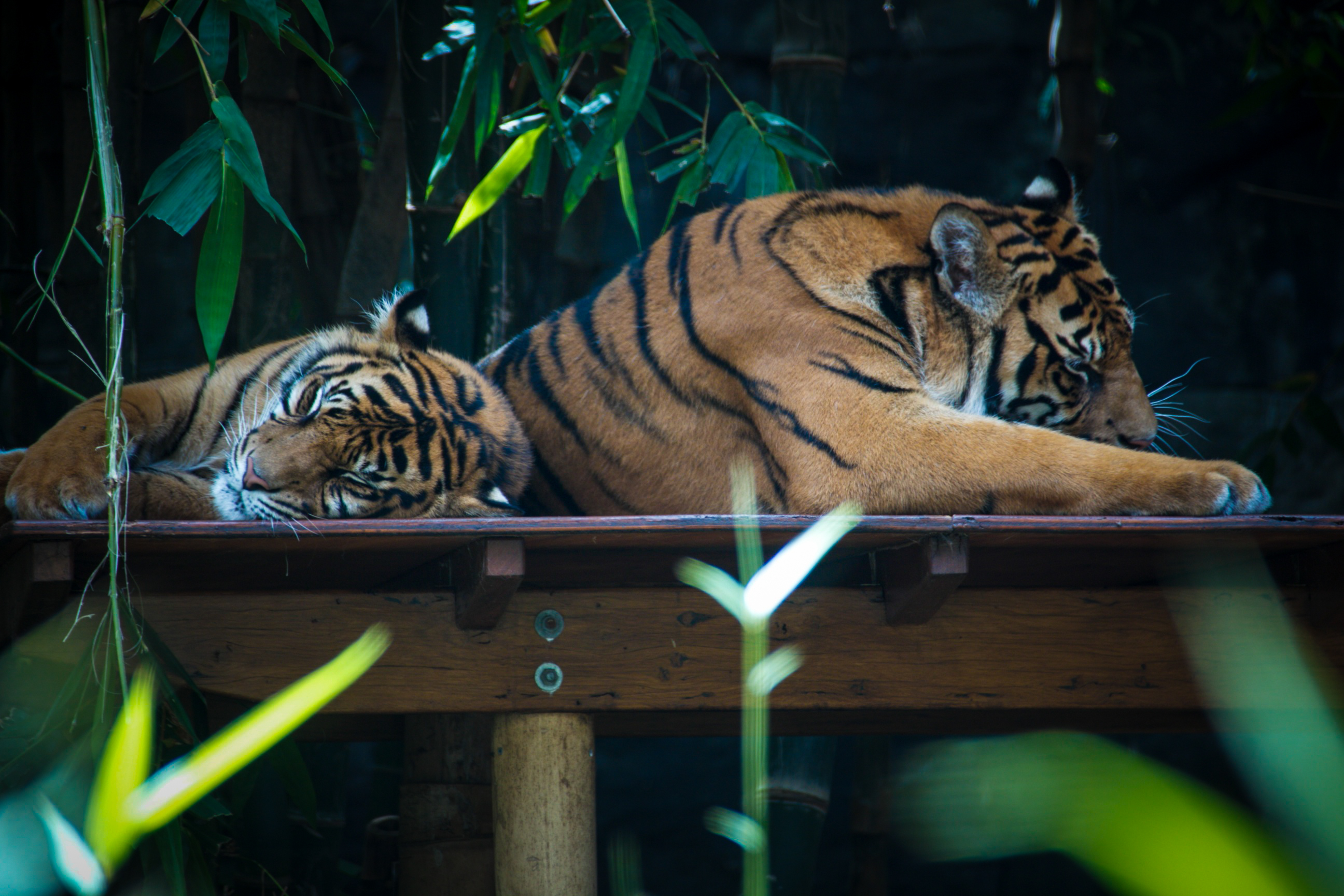 Taronga Zoo | Walking Through Wonderland